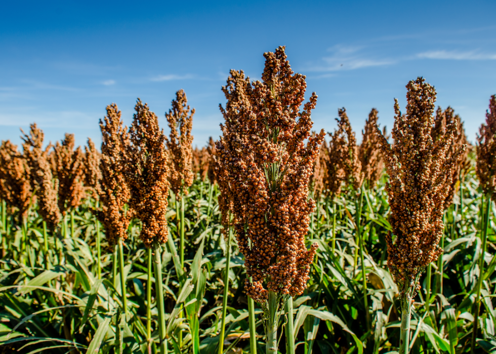 Où l Amérique envoie son maïs et 20 autres exportations agricoles 