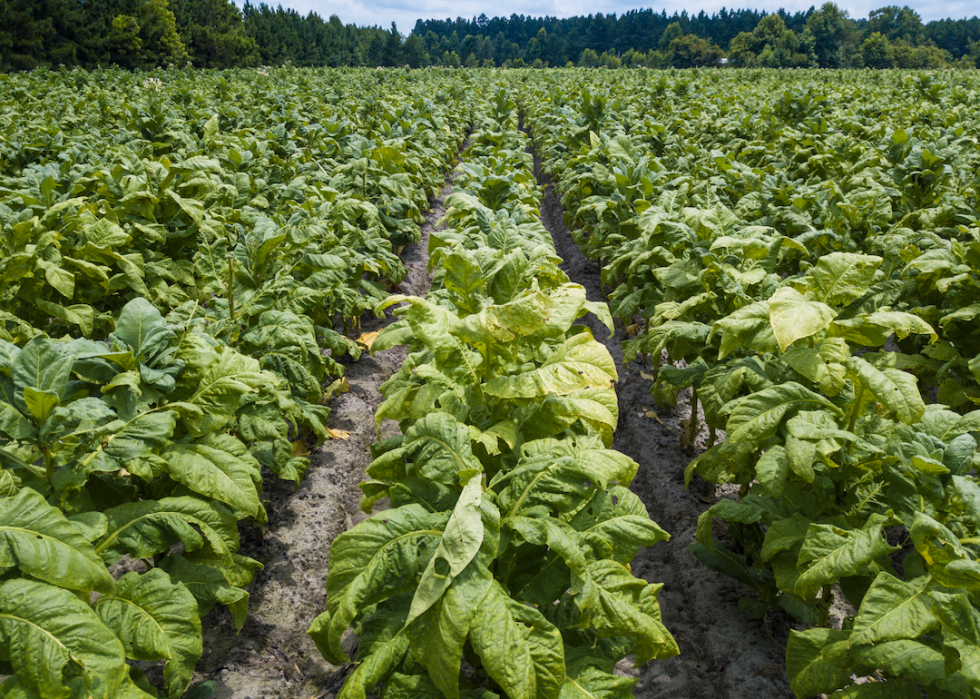 Où l Amérique envoie son maïs et 20 autres exportations agricoles 