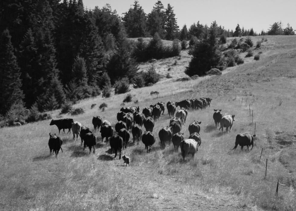 Histoire de l industrie américaine de la transformation de la viande 