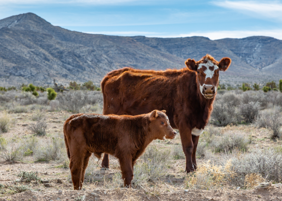 Comment l agriculture a changé dans chaque État au cours des 100 dernières années 