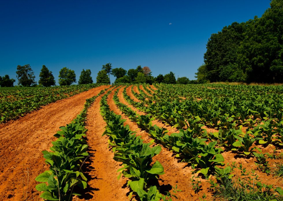 Comment l agriculture a changé dans chaque État au cours des 100 dernières années 