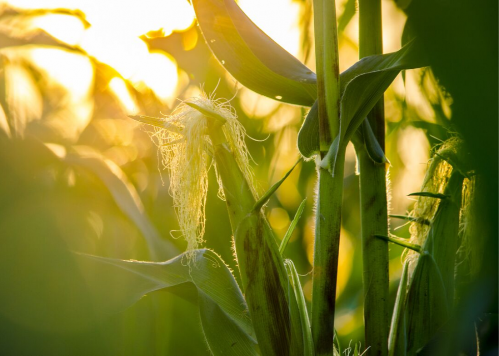 50 faits fascinants sur l agriculture en Amérique 