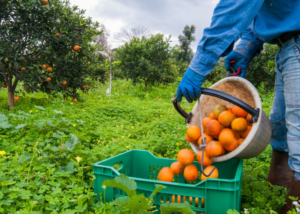 50 faits fascinants sur l agriculture en Amérique 