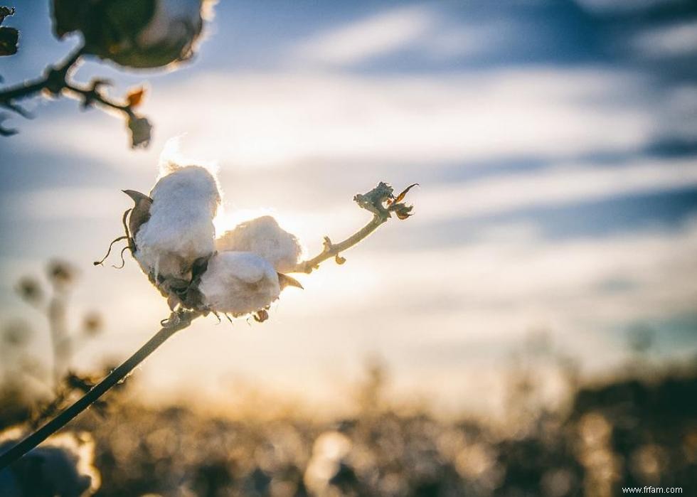 Produits agricoles les plus précieux de chaque État 