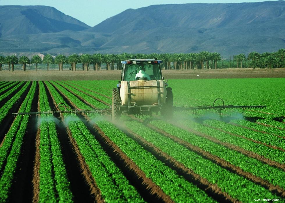 Produits agricoles les plus précieux de chaque État 