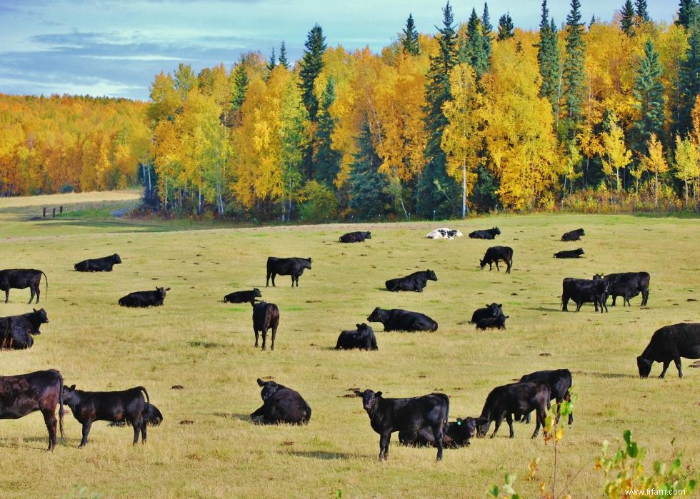 Produits agricoles les plus précieux de chaque État 