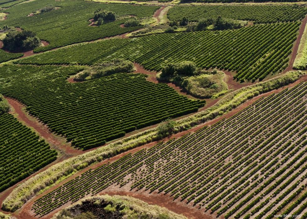 Produits agricoles les plus précieux de chaque État 