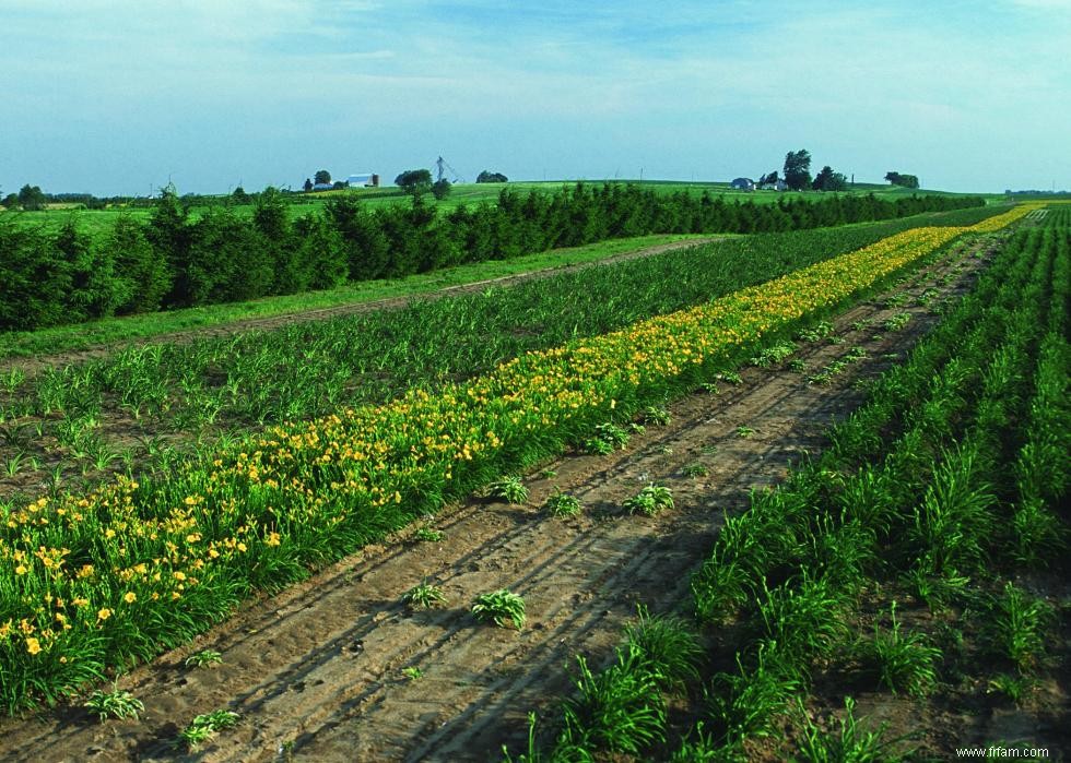 Produits agricoles les plus précieux de chaque État 