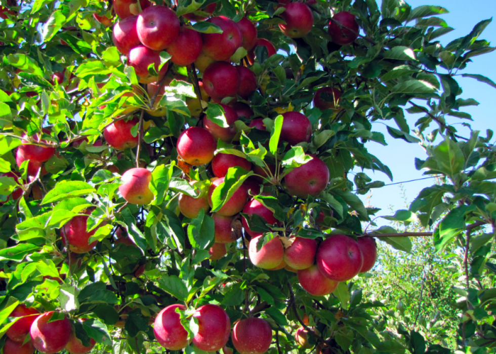 Produits agricoles les plus précieux de chaque État 