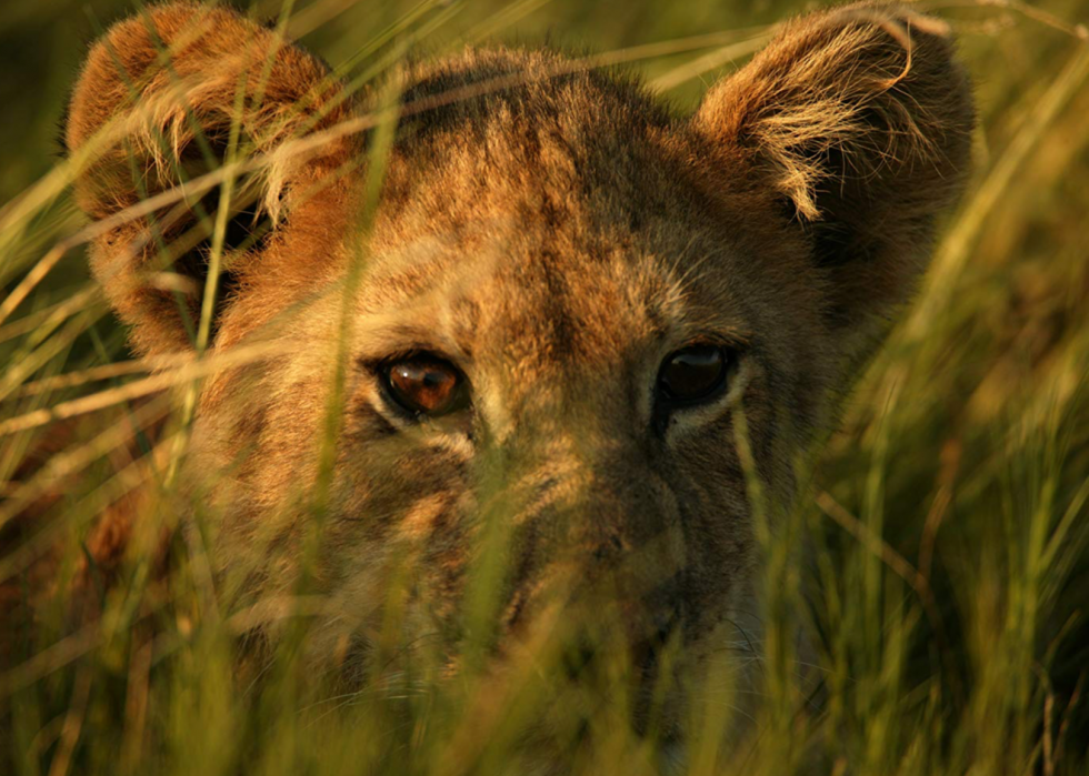 30 meilleurs documentaires sur la nature de tous les temps 