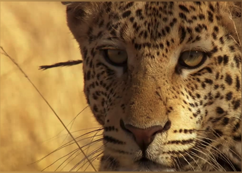 30 meilleurs documentaires sur la nature de tous les temps 