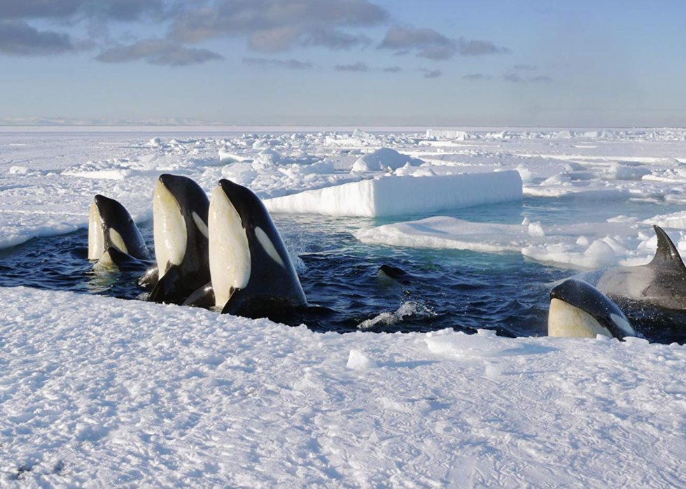 30 meilleurs documentaires sur la nature de tous les temps 