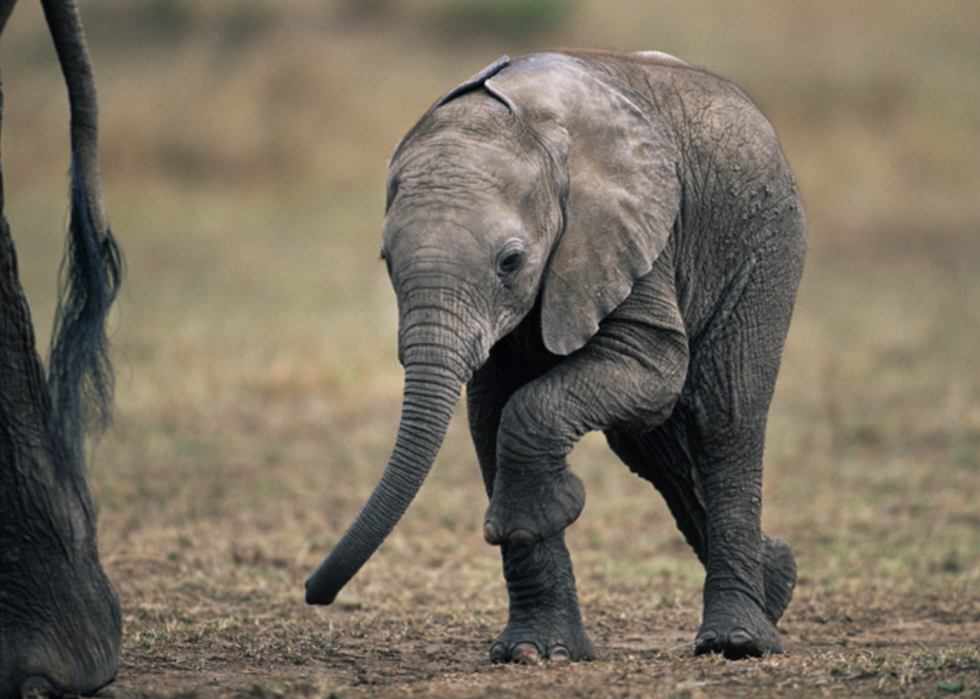 30 meilleurs documentaires sur la nature de tous les temps 