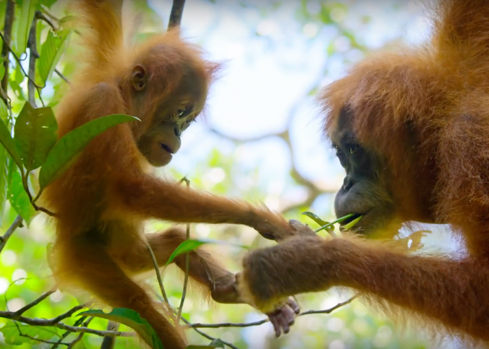 30 meilleurs documentaires sur la nature de tous les temps 