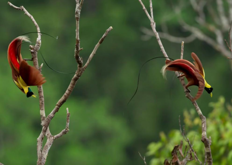 30 meilleurs documentaires sur la nature de tous les temps 