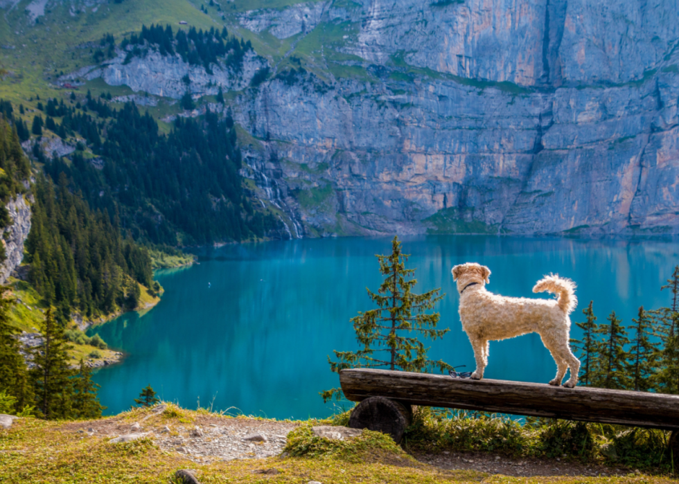 Les pays les plus heureux du monde 