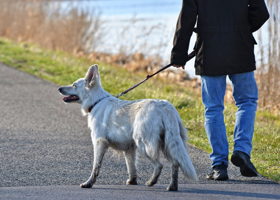 Conseils et ressources pour les propriétaires d animaux à travers l Amérique pendant COVID-19 