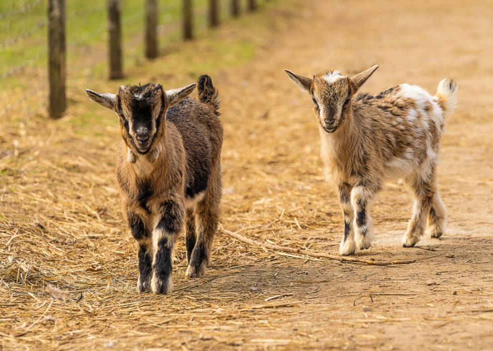 Conseils et ressources pour les propriétaires d animaux à travers l Amérique pendant COVID-19 