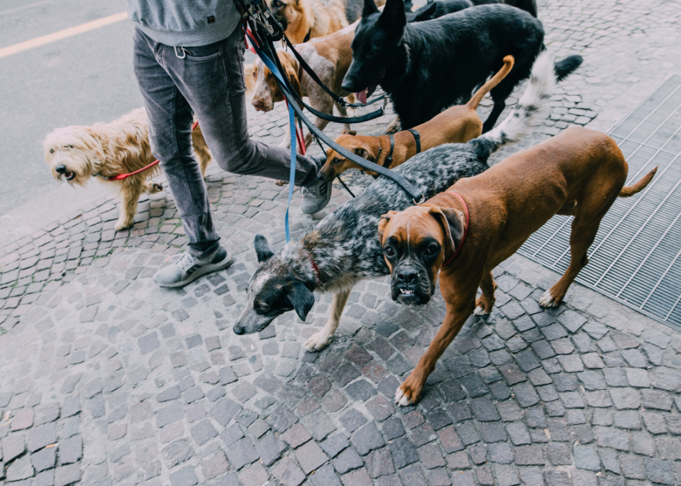 Conseils et ressources pour les propriétaires d animaux à travers l Amérique pendant COVID-19 