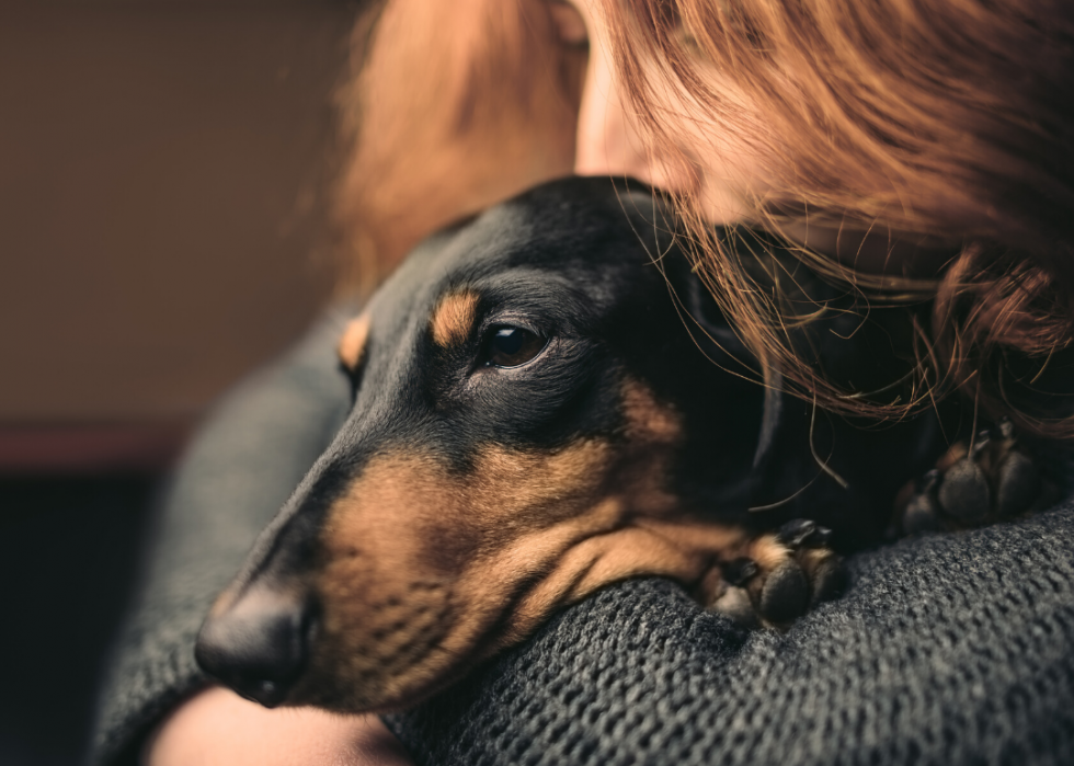 Conseils et ressources pour les propriétaires d animaux à travers l Amérique pendant COVID-19 