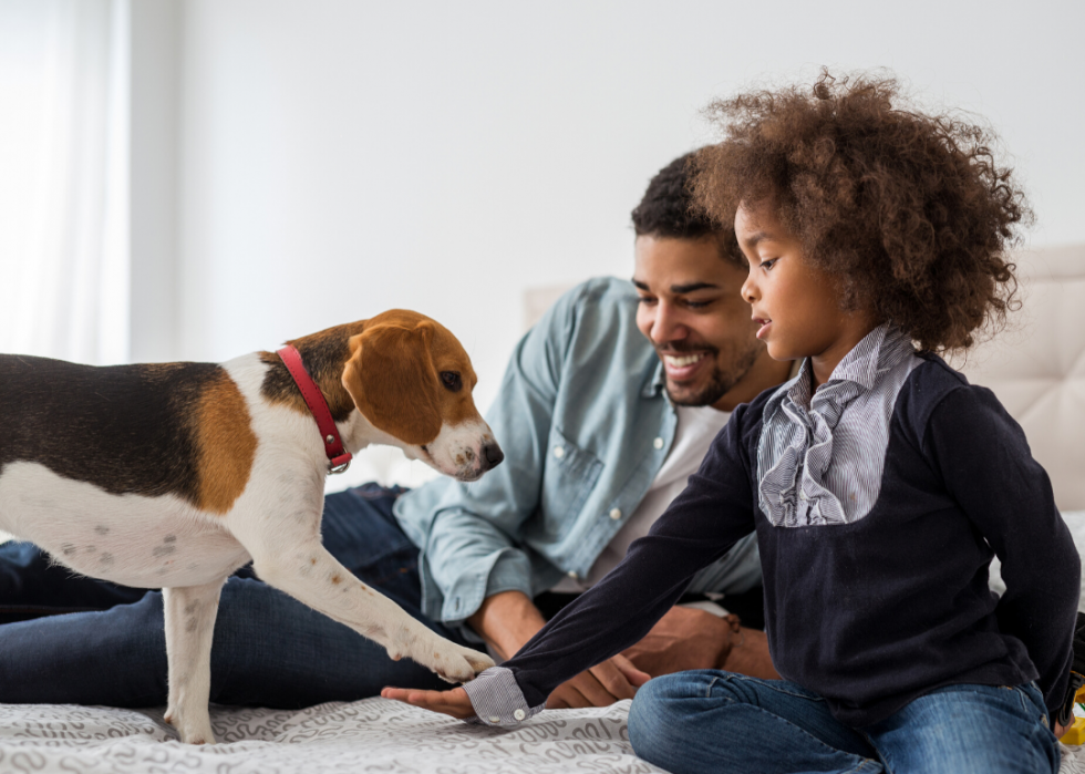 Conseils et ressources pour les propriétaires d animaux à travers l Amérique pendant COVID-19 