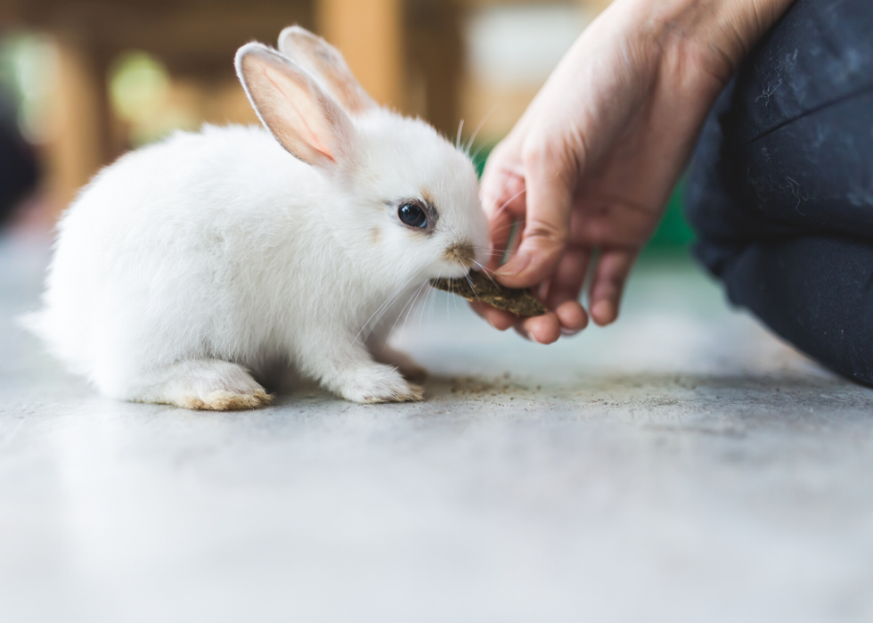 Conseils et ressources pour les propriétaires d animaux à travers l Amérique pendant COVID-19 