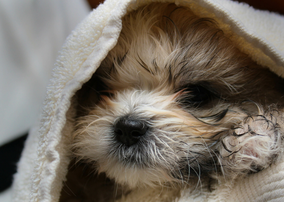 Conseils et ressources pour les propriétaires d animaux à travers l Amérique pendant COVID-19 