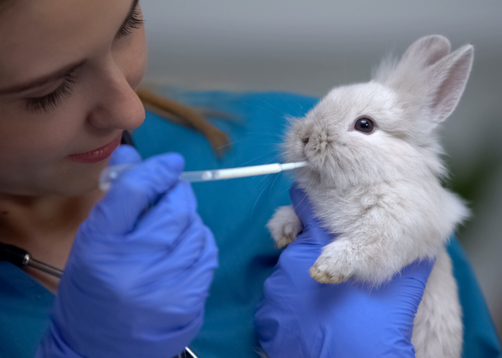 Conseils et ressources pour les propriétaires d animaux à travers l Amérique pendant COVID-19 