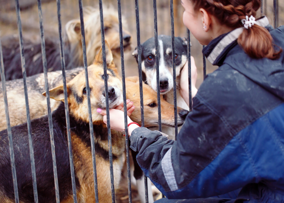 Conseils et ressources pour les propriétaires d animaux à travers l Amérique pendant COVID-19 