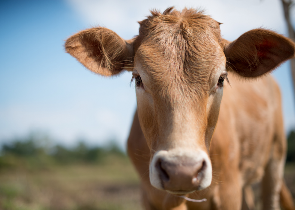 COVID-19 est le dernier exemple de zoonose - voici 30 autres maladies que les animaux transmettent aux humains 