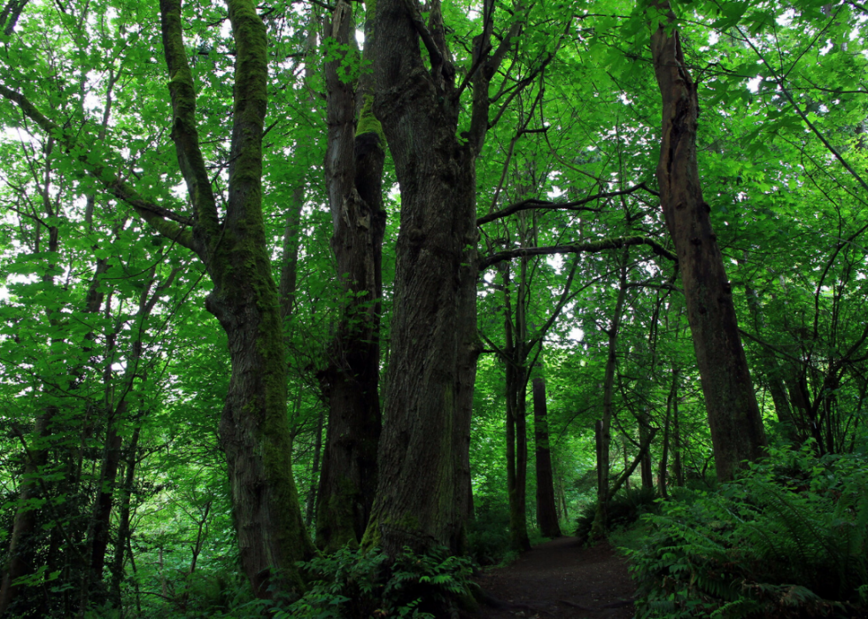 Quiz :Saurez-vous identifier cet arbre à sa feuille ? 