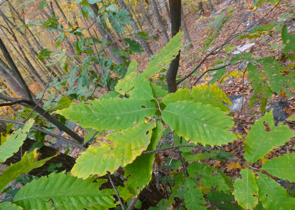 Quiz :Saurez-vous identifier cet arbre à sa feuille ? 