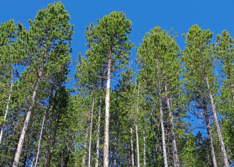 Quiz :Saurez-vous identifier cet arbre à sa feuille ? 