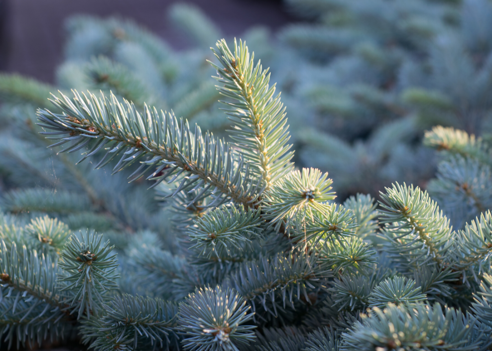 Quiz :Saurez-vous identifier cet arbre à sa feuille ? 