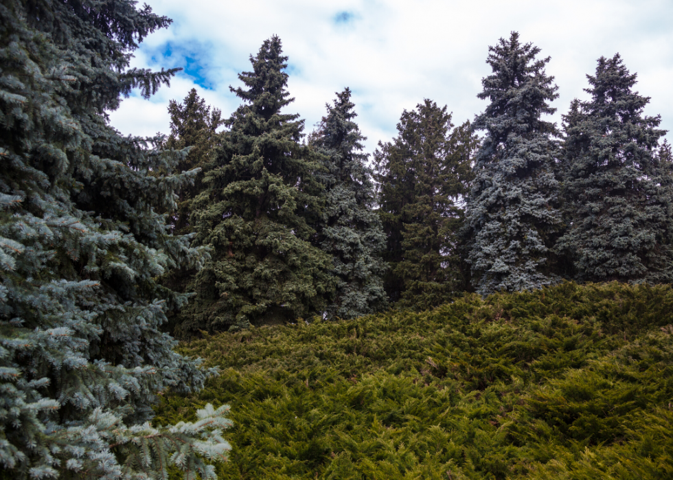 Quiz :Saurez-vous identifier cet arbre à sa feuille ? 