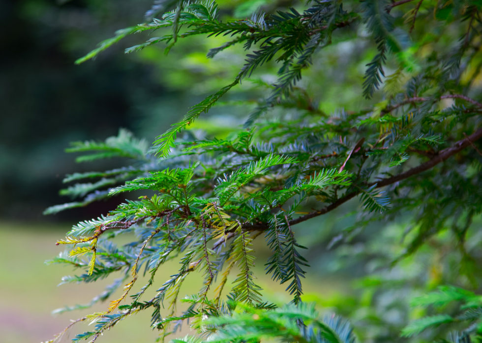 Quiz :Saurez-vous identifier cet arbre à sa feuille ? 