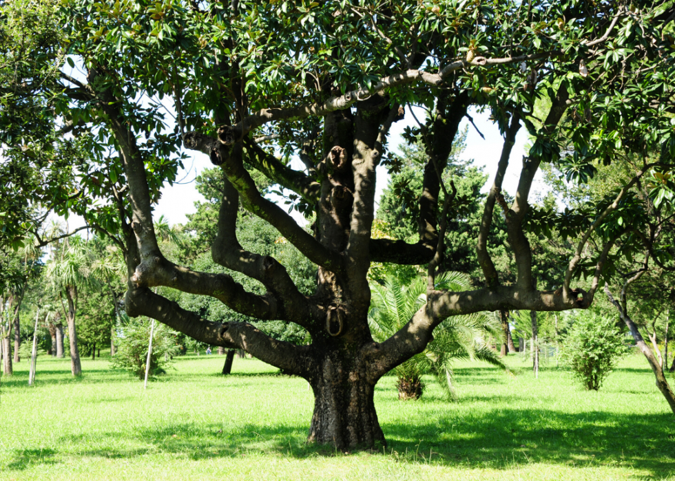 Quiz :Saurez-vous identifier cet arbre à sa feuille ? 