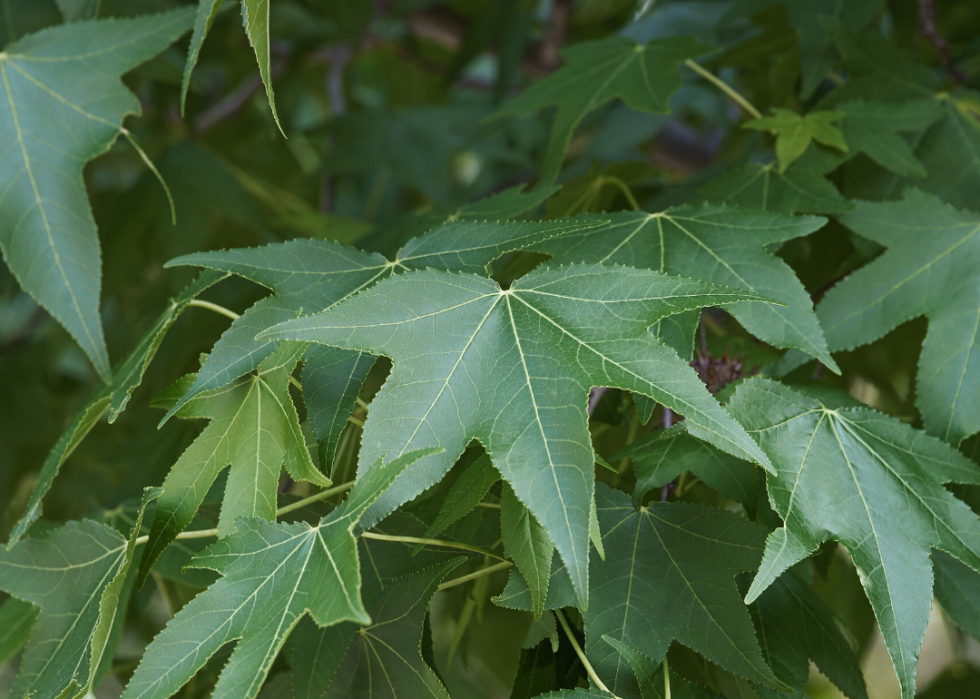 Quiz :Saurez-vous identifier cet arbre à sa feuille ? 