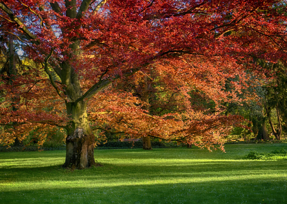 Quiz :Saurez-vous identifier cet arbre à sa feuille ? 