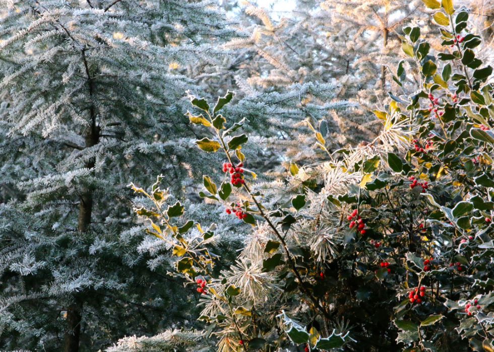 Quiz :Saurez-vous identifier cet arbre à sa feuille ? 