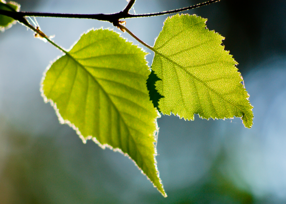 Quiz :Saurez-vous identifier cet arbre à sa feuille ? 