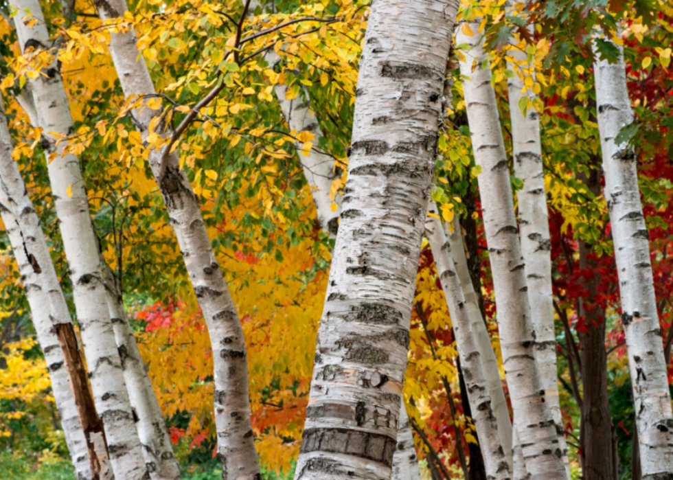 Quiz :Saurez-vous identifier cet arbre à sa feuille ? 