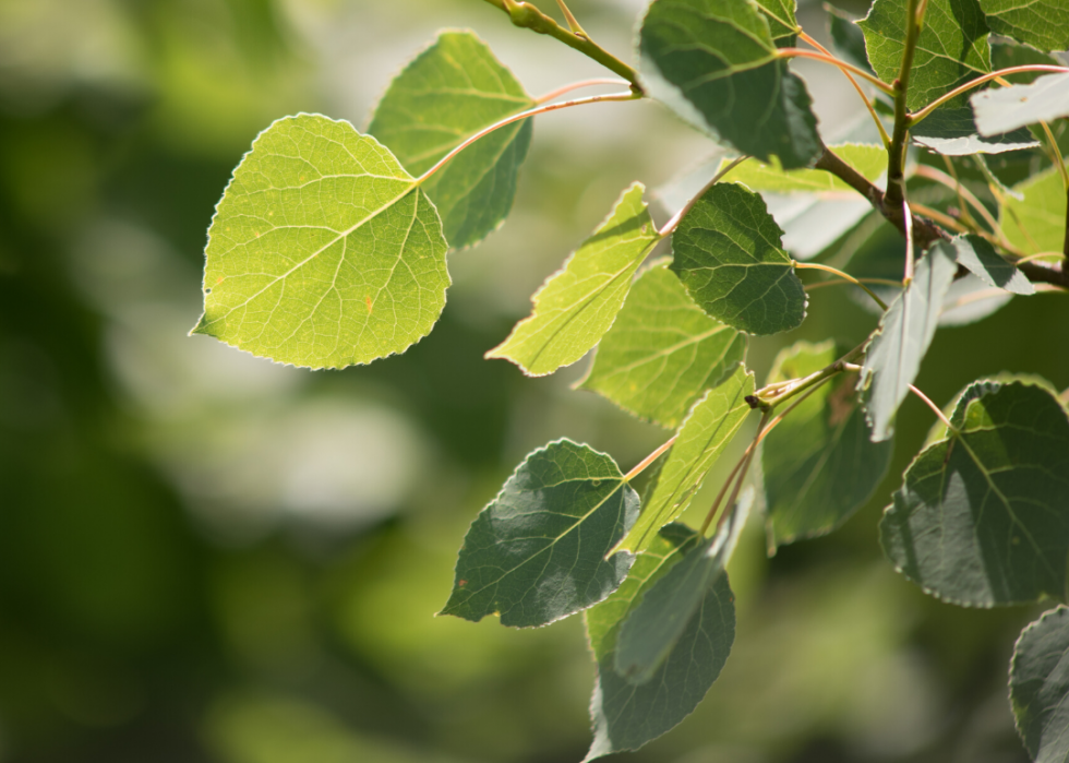 Quiz :Saurez-vous identifier cet arbre à sa feuille ? 