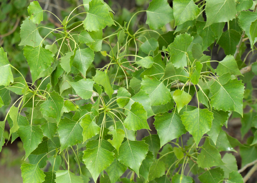 Quiz :Saurez-vous identifier cet arbre à sa feuille ? 