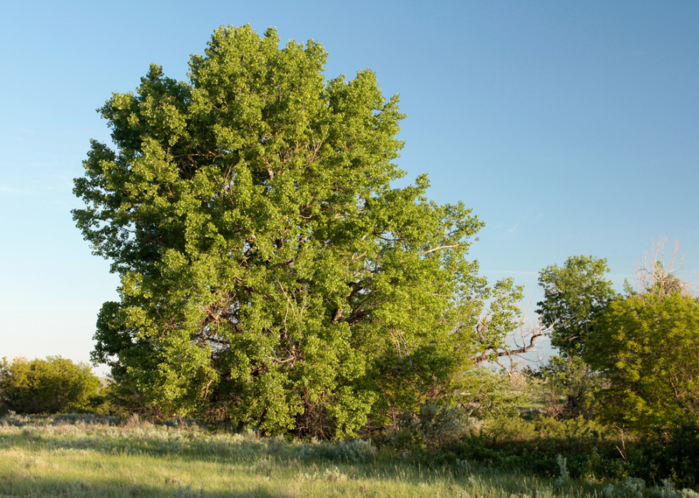 Quiz :Saurez-vous identifier cet arbre à sa feuille ? 