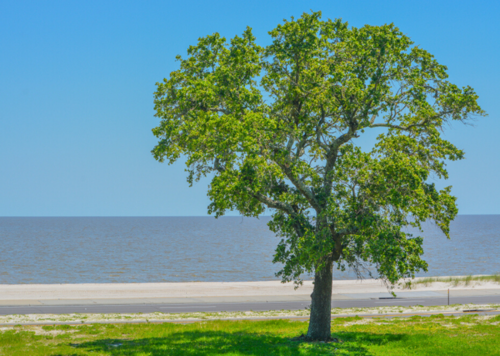 Quiz :Saurez-vous identifier cet arbre à sa feuille ? 