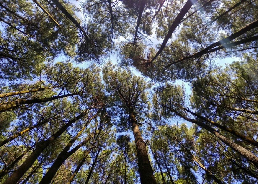 Quiz :Saurez-vous identifier cet arbre à sa feuille ? 