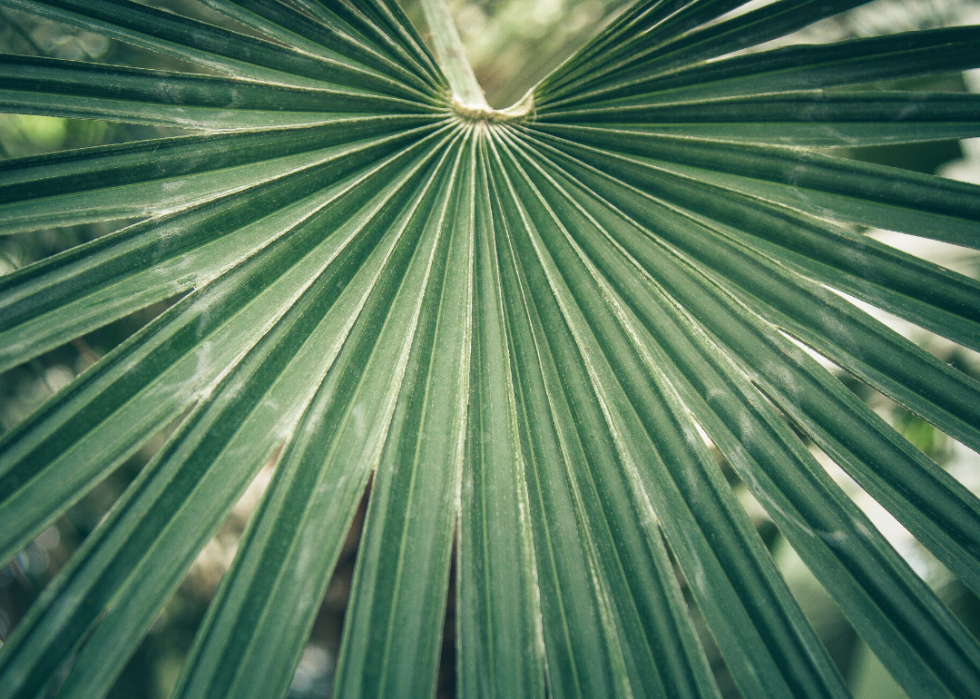 Quiz :Saurez-vous identifier cet arbre à sa feuille ? 