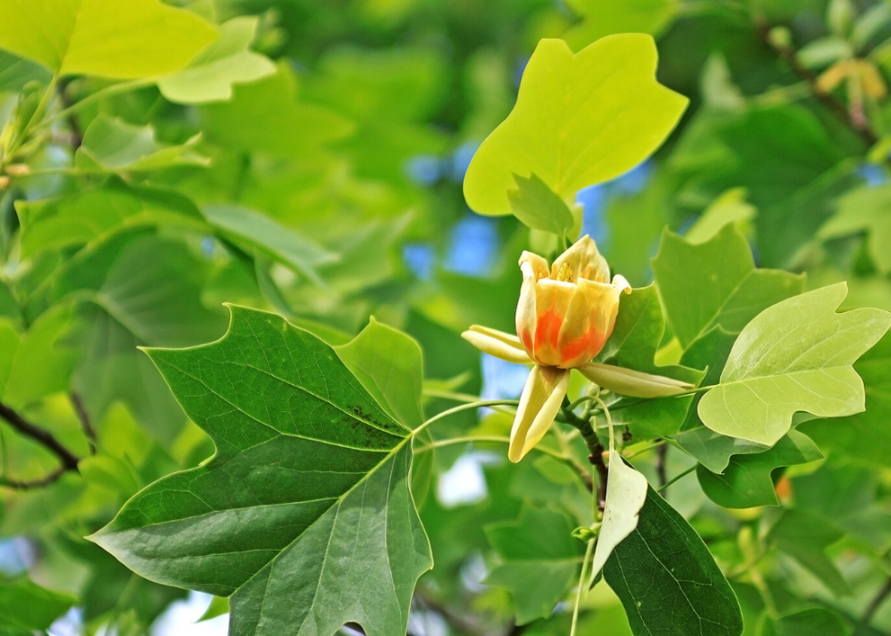 Quiz :Saurez-vous identifier cet arbre à sa feuille ? 