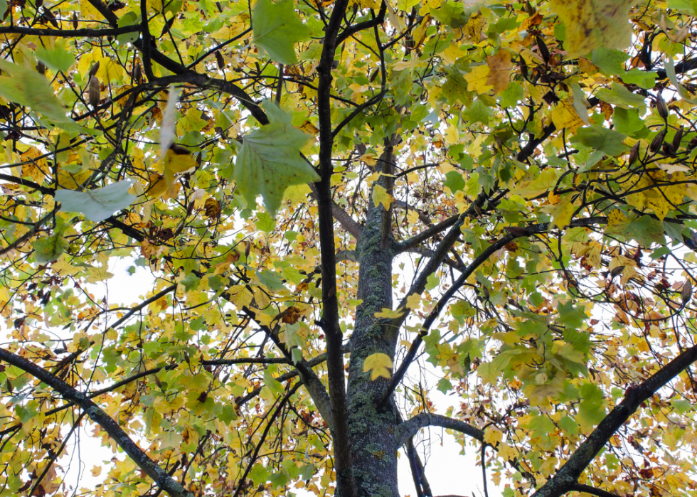 Quiz :Saurez-vous identifier cet arbre à sa feuille ? 